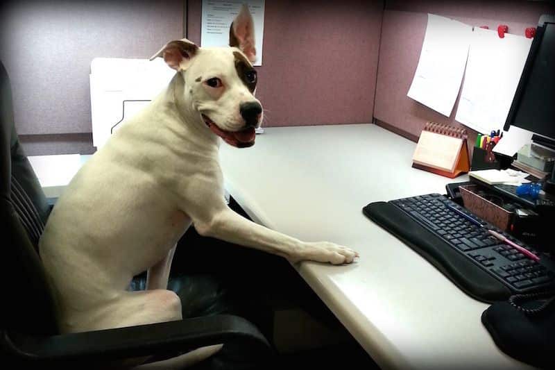 The Satellite Centers Rank in The Top 50 Pet Friendly Coworking Hubs